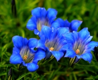 Purplish blue trumpet flowers
